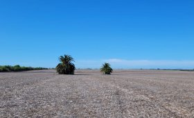136 ha en Dto. Uruguay